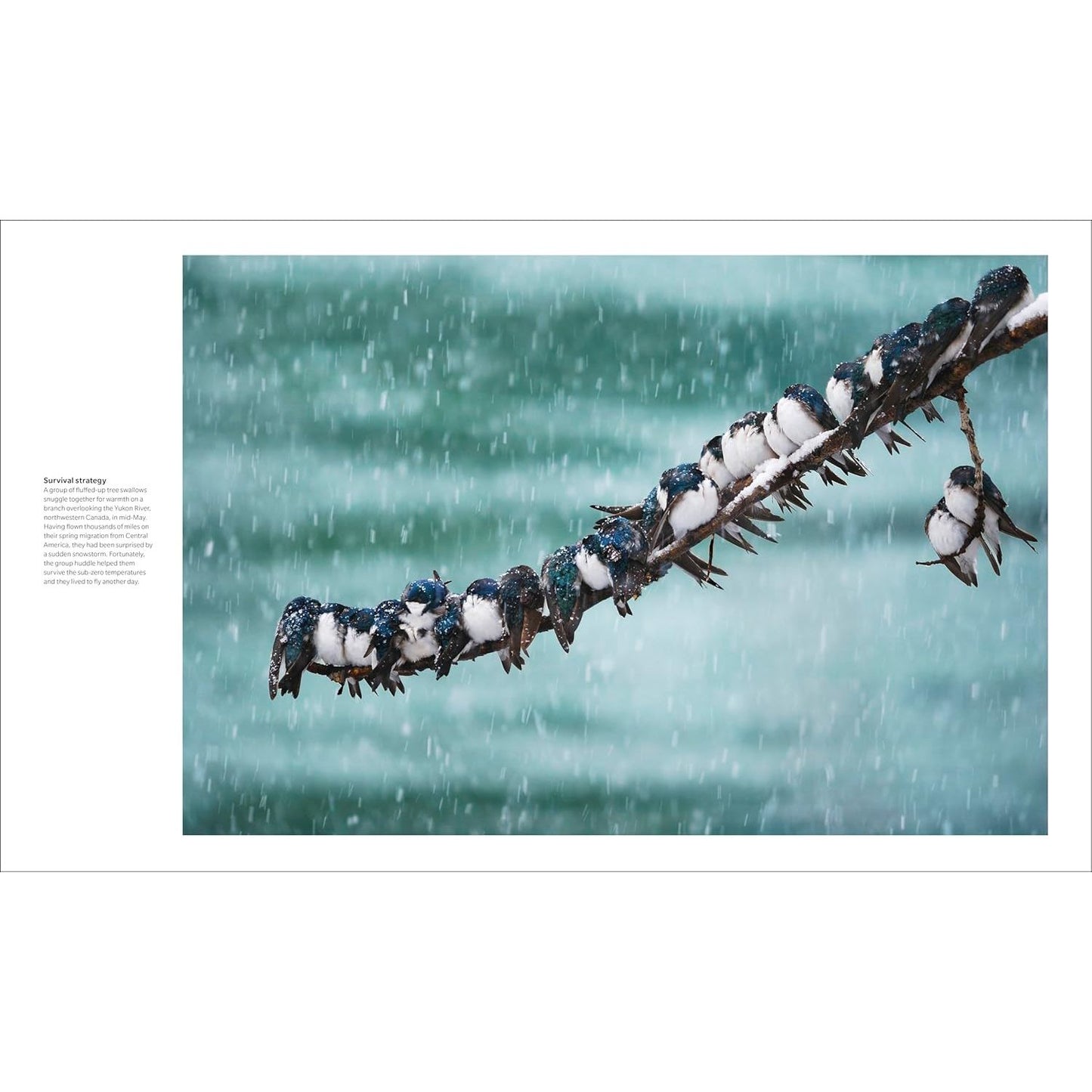 THE BIRD BOOK: THE STORIES, SCIENCE, AND HISTORY OF BIRDS (DK BOOK)