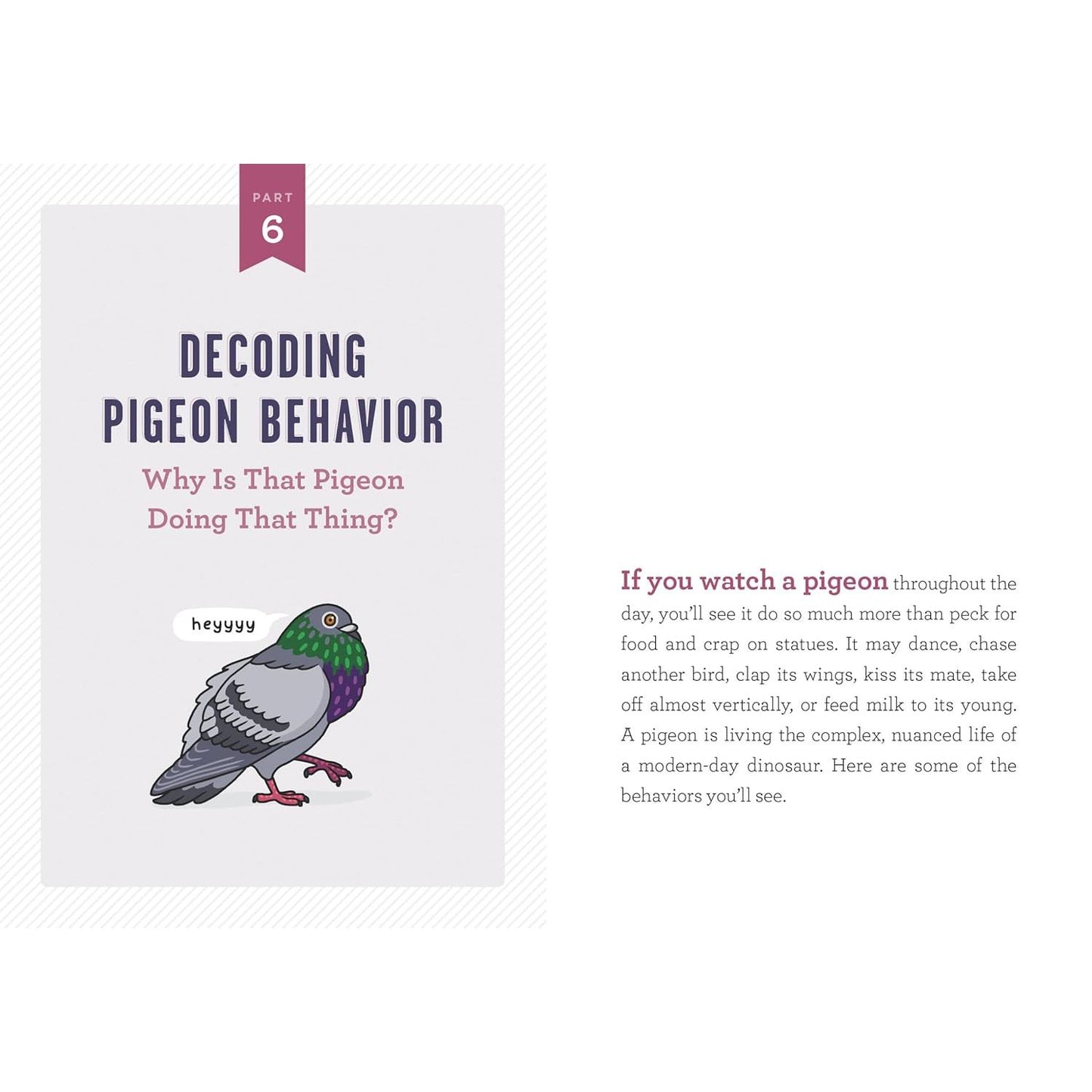 A POCKET GUIDE TO PIGEON WATCHING BY ROSEMARY MOSCO