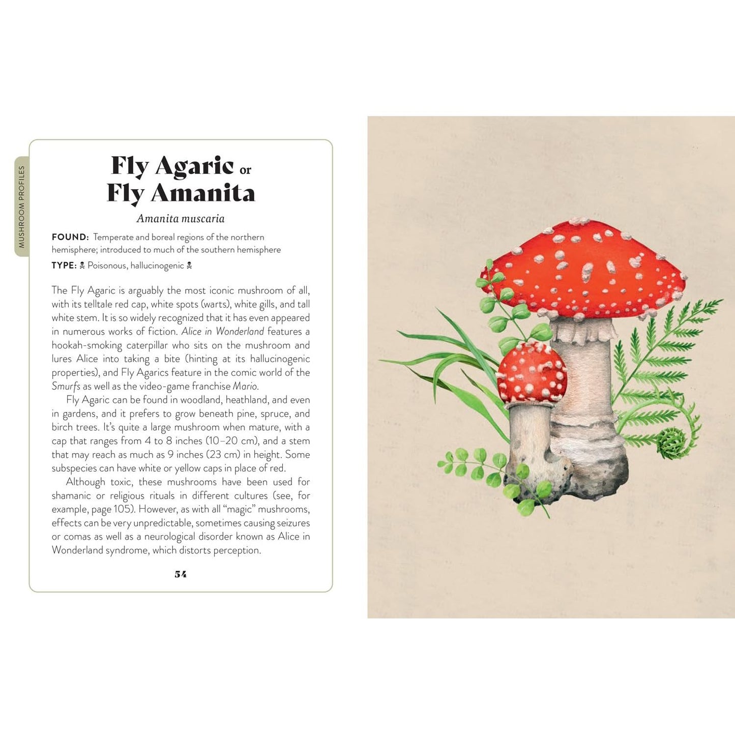 MUSHROOM MISCELLANY: AN ILLUSTRATED GUIDE BY ADELE NOZEDAR