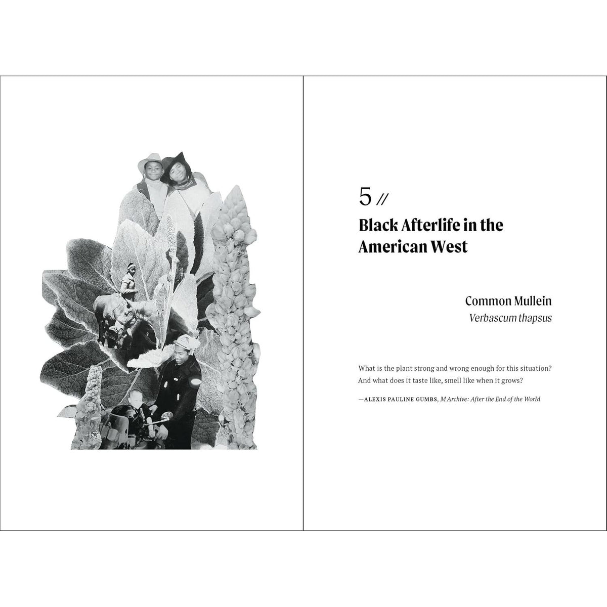 TENDING THE VINES: BLACK ABUNDANCE IN EIGHT PLANTS BY ASHIA S. AJANI