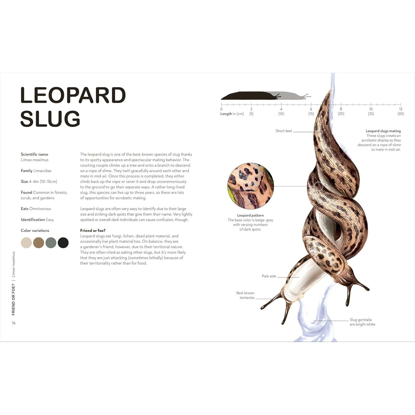 SLUGS: FRIEND OR FOE? BY DR. HAYLEY JONES (DK BOOK)