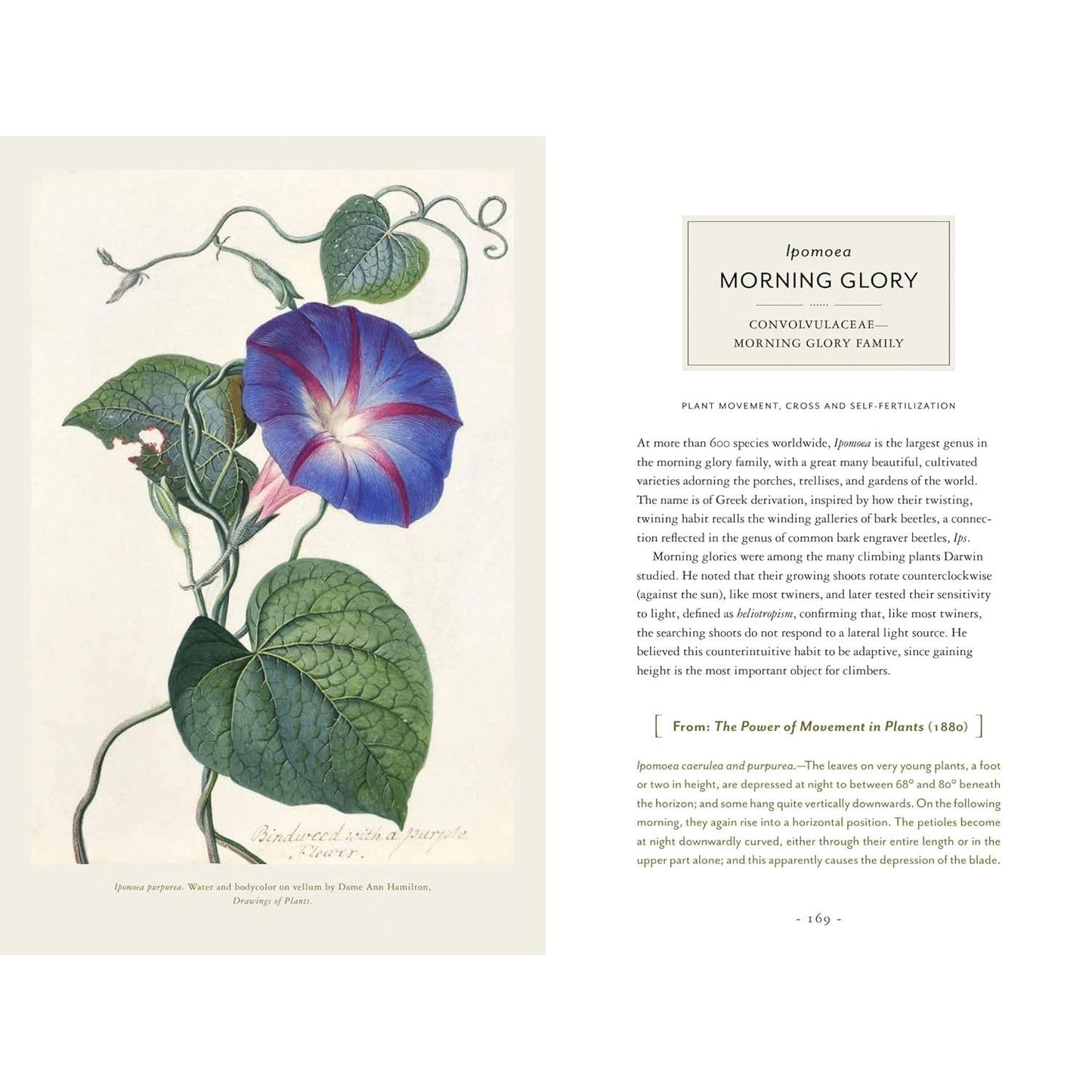 DARWIN AND THE ART OF BOTANY: OBSERVATIONS ON THE CURIOUS WORLD OF PLANTS BY JAMES T. COSTA AND BOBBI ANGELL