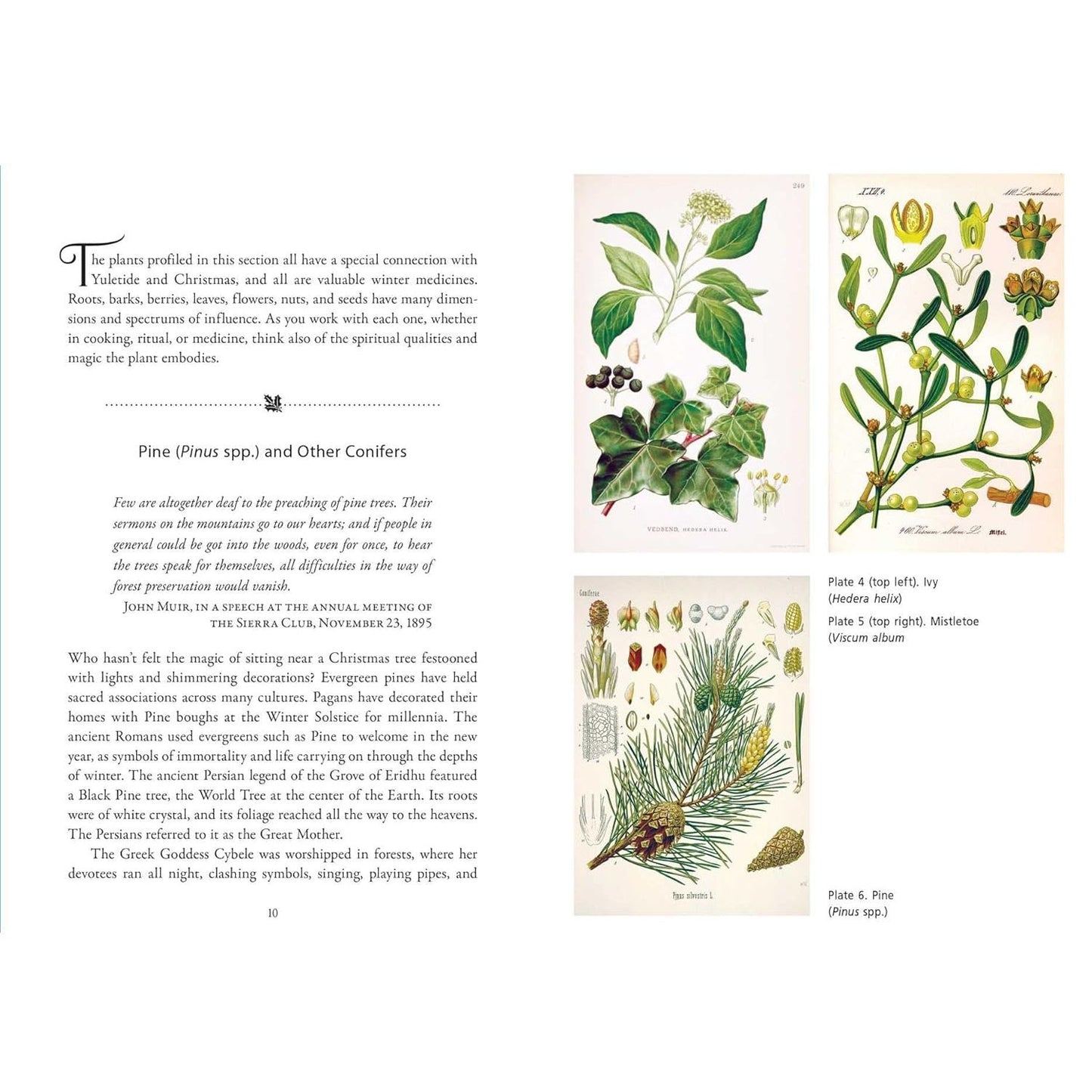 THE SCARED HERBS OF YULE AND CHRISTMAS BY ELLEN EVERT HOPMAN