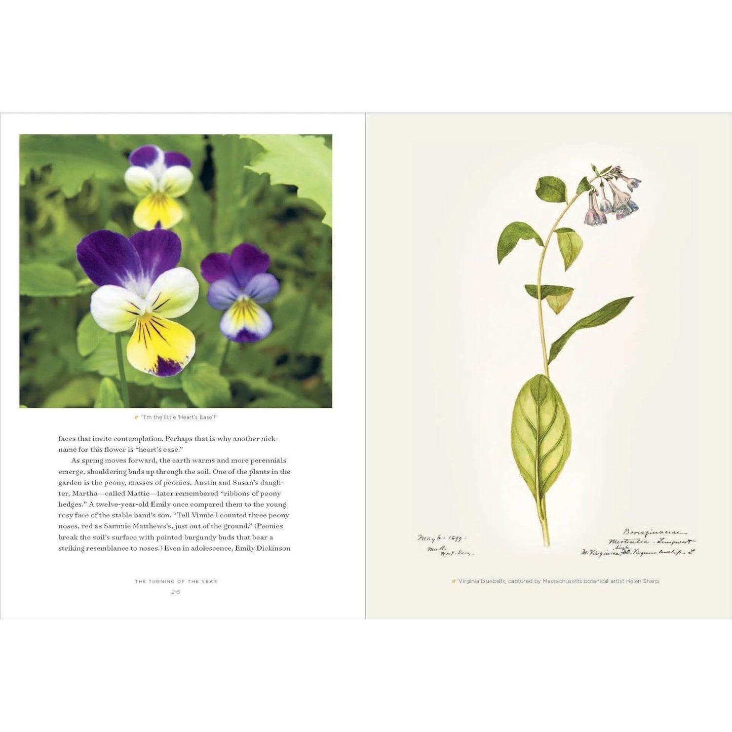 EMILY DICKINSON'S GARDENING LIFE: THE PLANTS & PLACES THAT INSPIRED THE ICONIC POET BY MARTA MCDOWELL