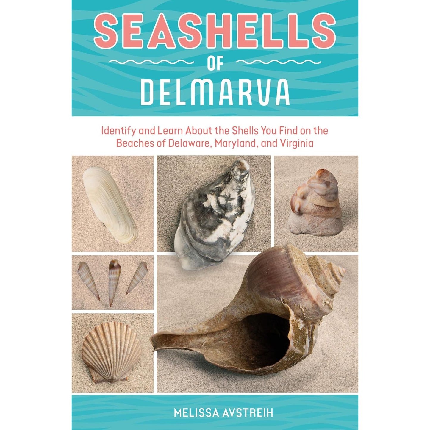 SEASHELLS OF DELMARVA: IDENTIFY AND LEARN ABOUT THE SHELLS YOU FIND ON BEACHES OF DELAWARE, MARYLAND, AND VIRGINIA BY MELISSA AVSTREIH