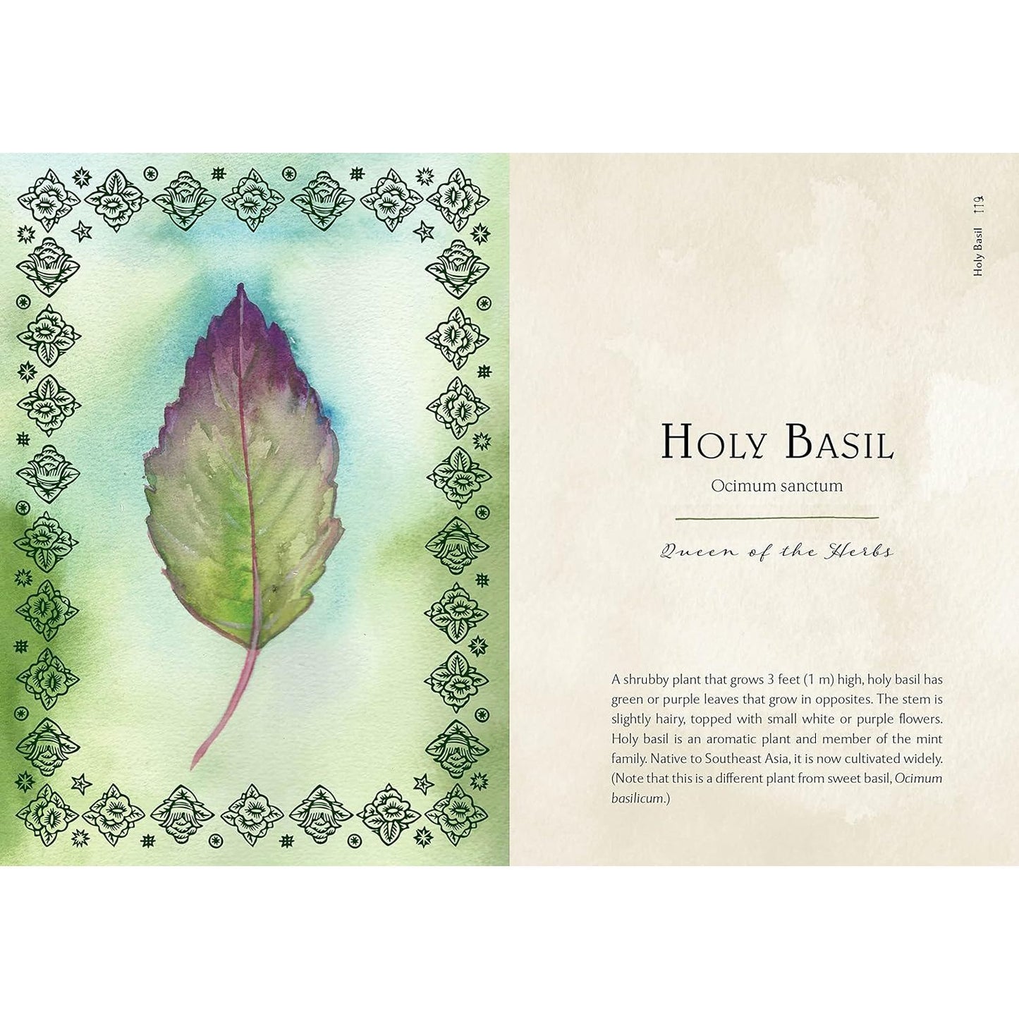 WILD MEDICINE: AN ILLUSTRATED GUIDE TO THE MAGICK OF HERBS BY SHELBY BUNDY AND KATE BELEW
