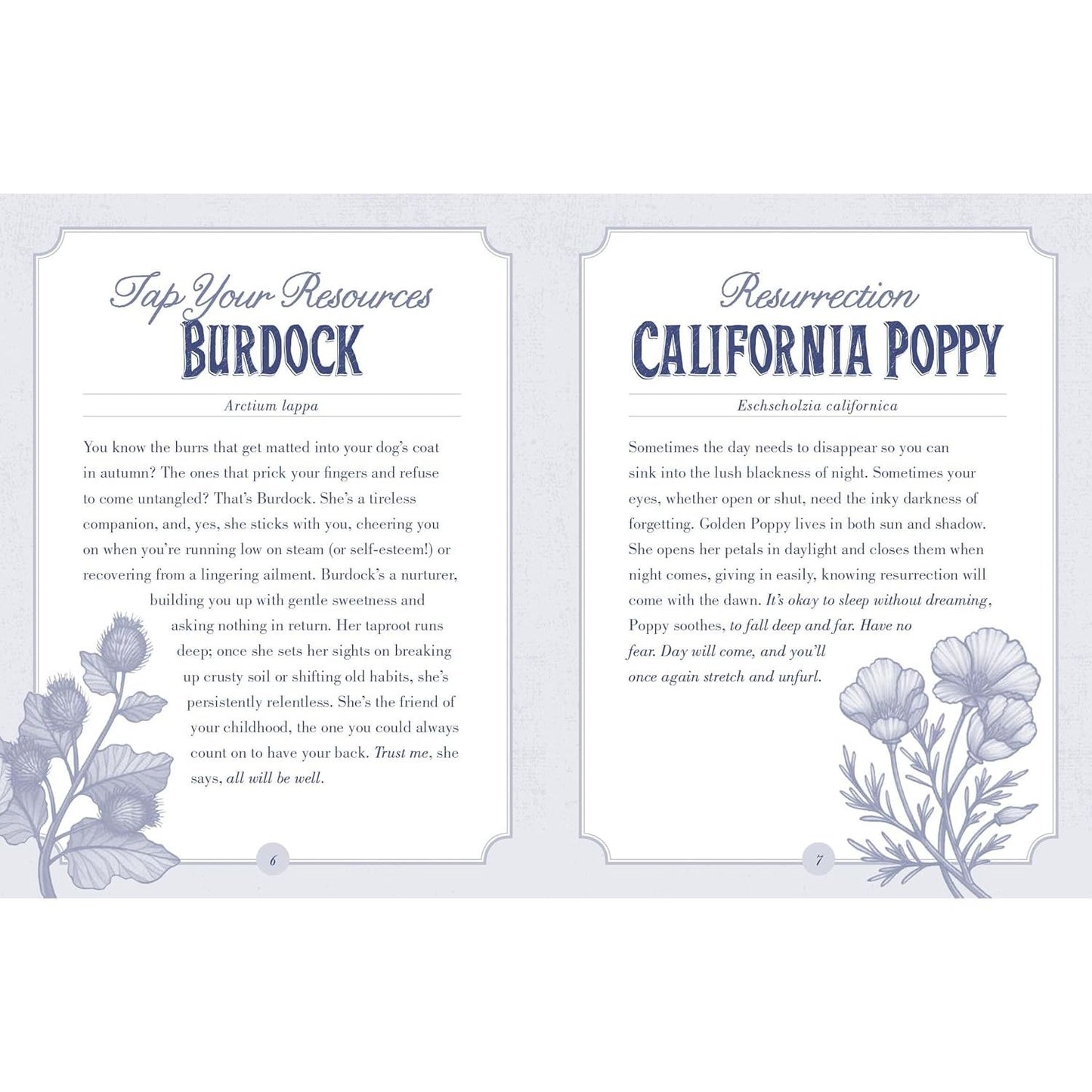 THE ILLUSTRATED HERBIARY ORACLE CARDS BY MAIA TOLL