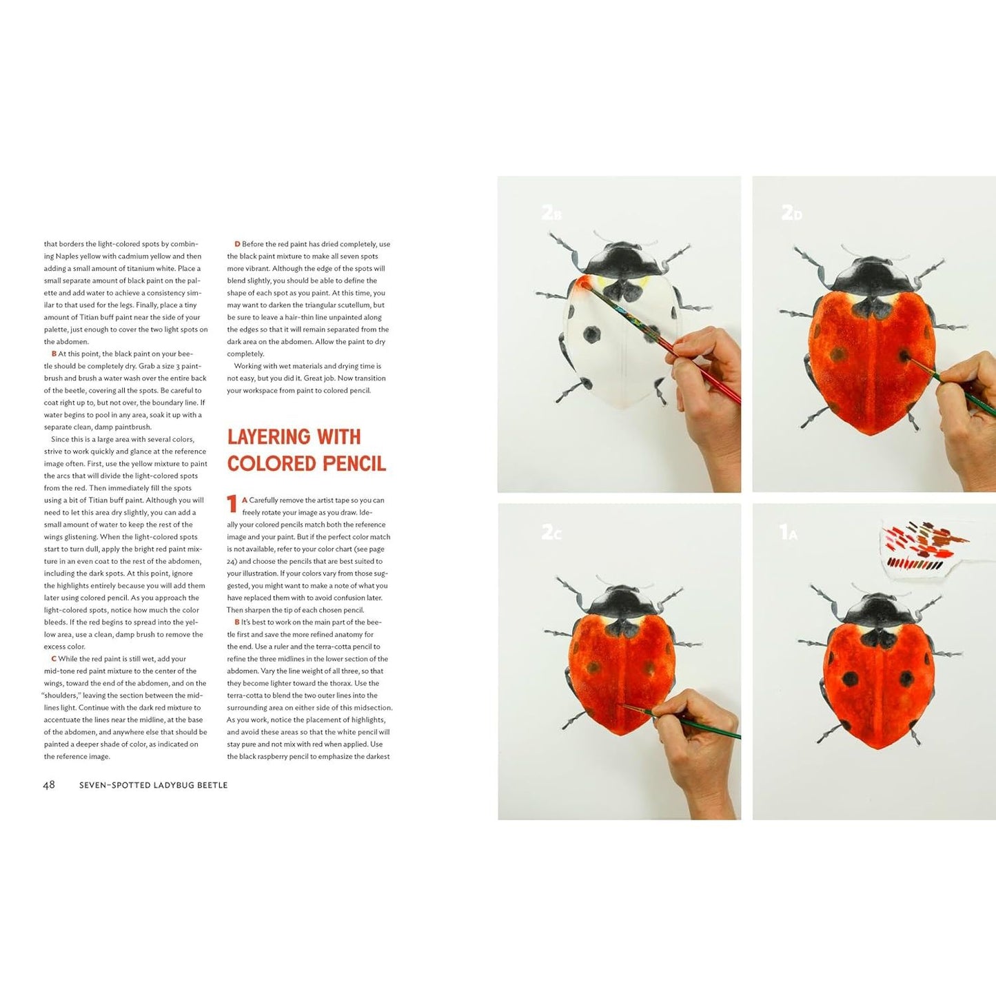 THE INSECT ARTIST: HOW TO OBSEVE, DRAW, AND PAINT BUTTERFLIES, BEES, AND MORE BY ZEBITH S. THALDEN