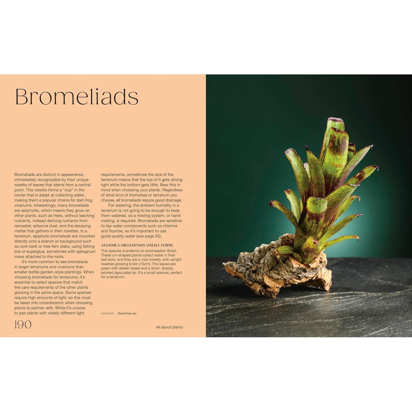 HELLO TINY WORLD BY BEN NEWELL