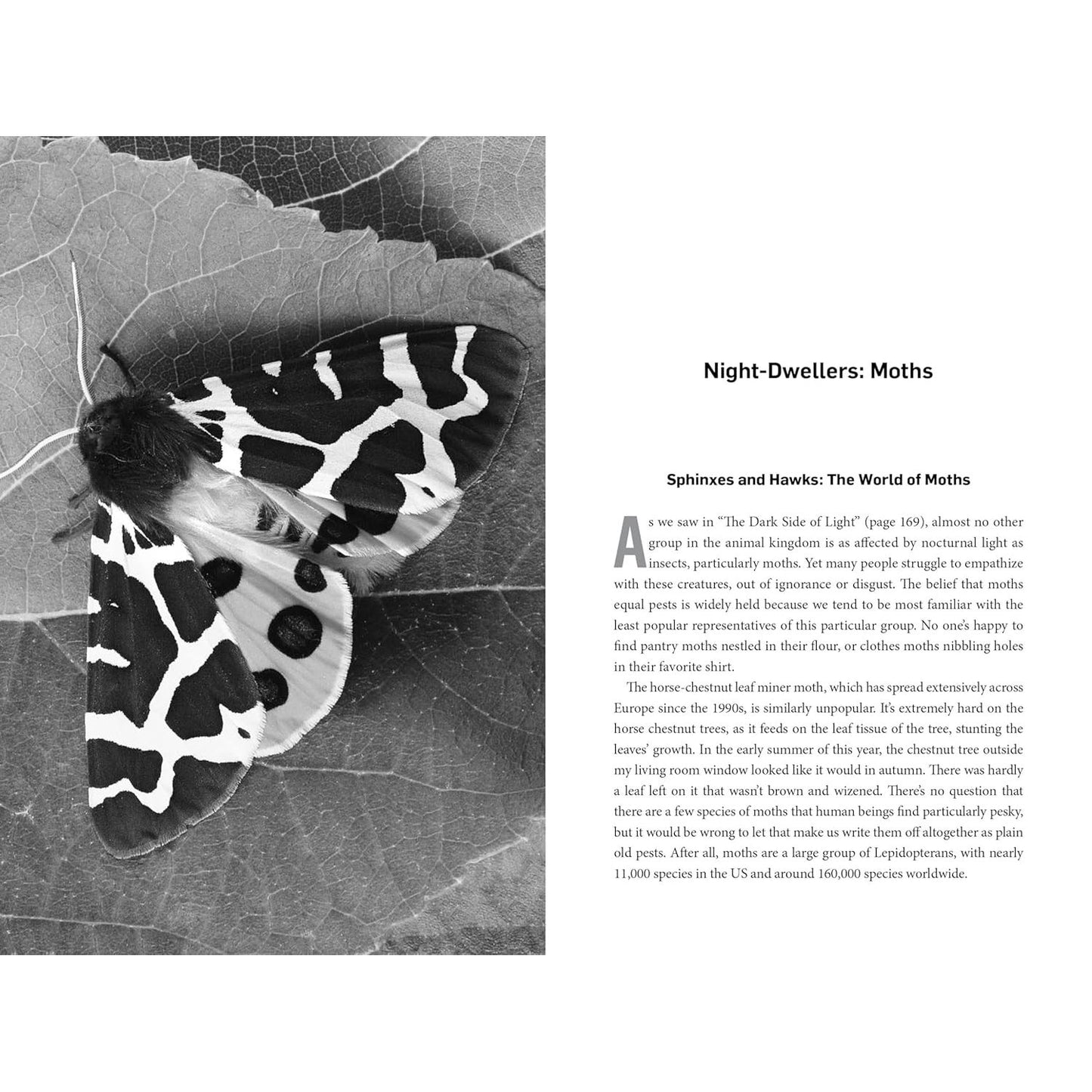 LIVING NIGHT: ON THE SECRET WONDERS OF WILDLIFE AFTER DARK BY SOPHIA KIMMIG