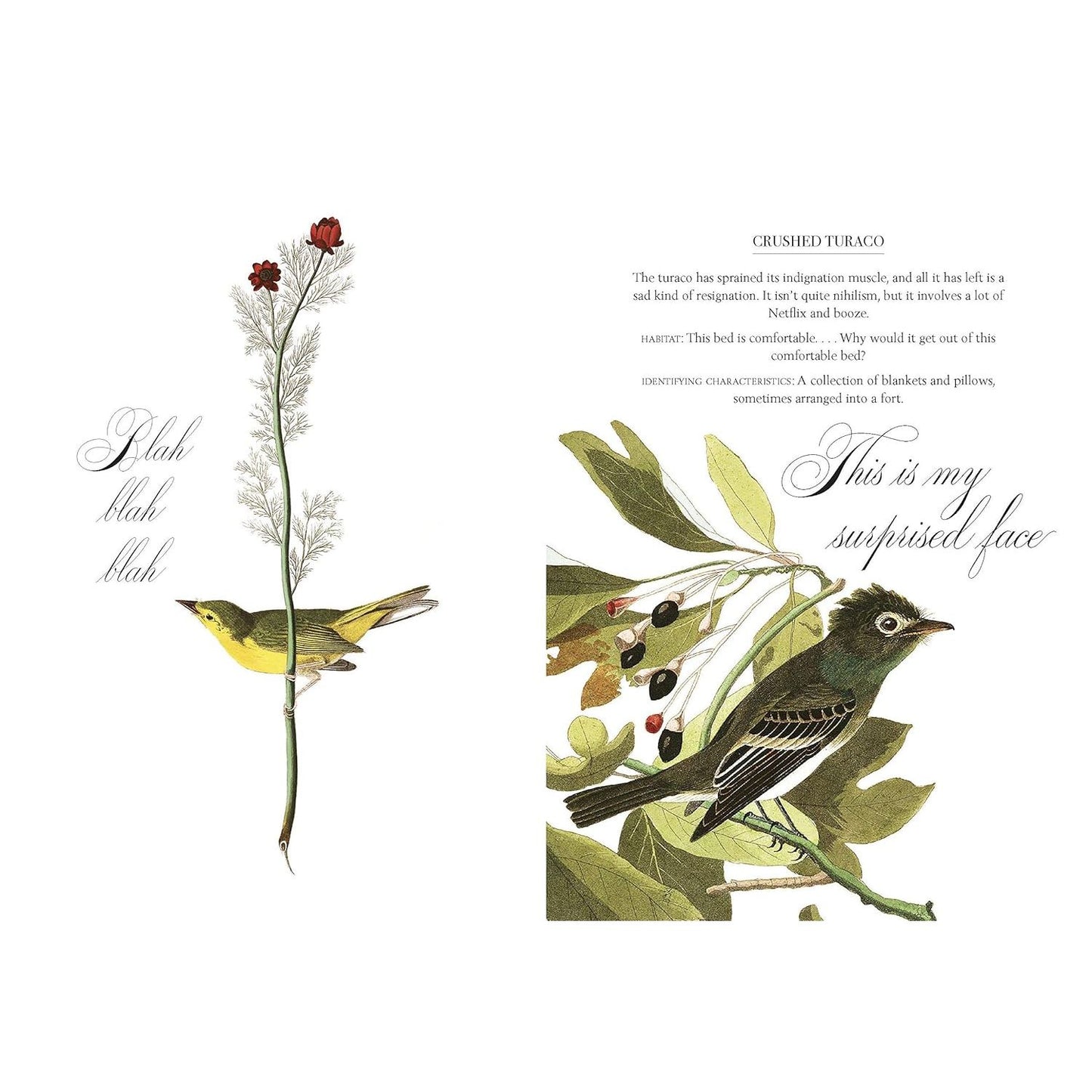 EFFIN' BIRDS BY AARON REYNOLDS