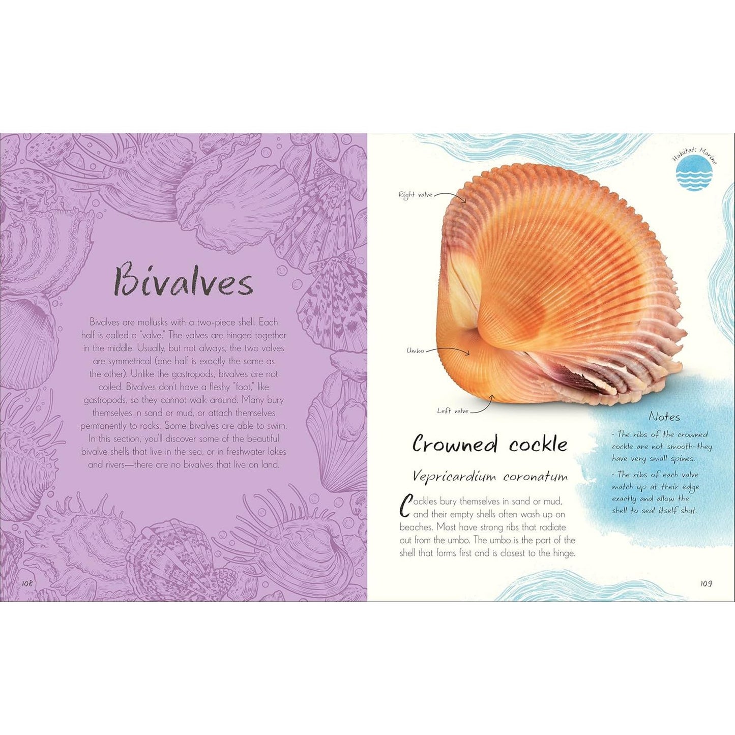 AN ANTHOLOGY OF SHELLS