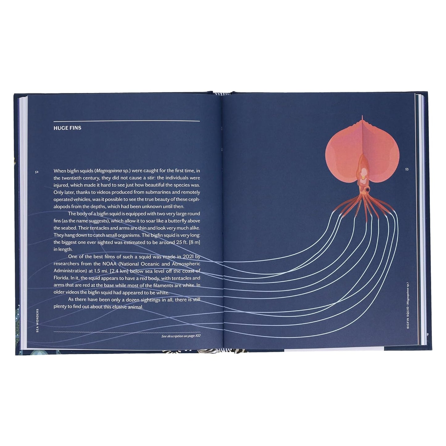 SEA WONDERS: THE OCTOPUS, THE CUTTLEFISH, AND THE SQUID BY MARCO COLOUMBO & FRANCESCO TOMASINELLI WITH ILLUSTRATIONS BY GIULIA DE AMICIS