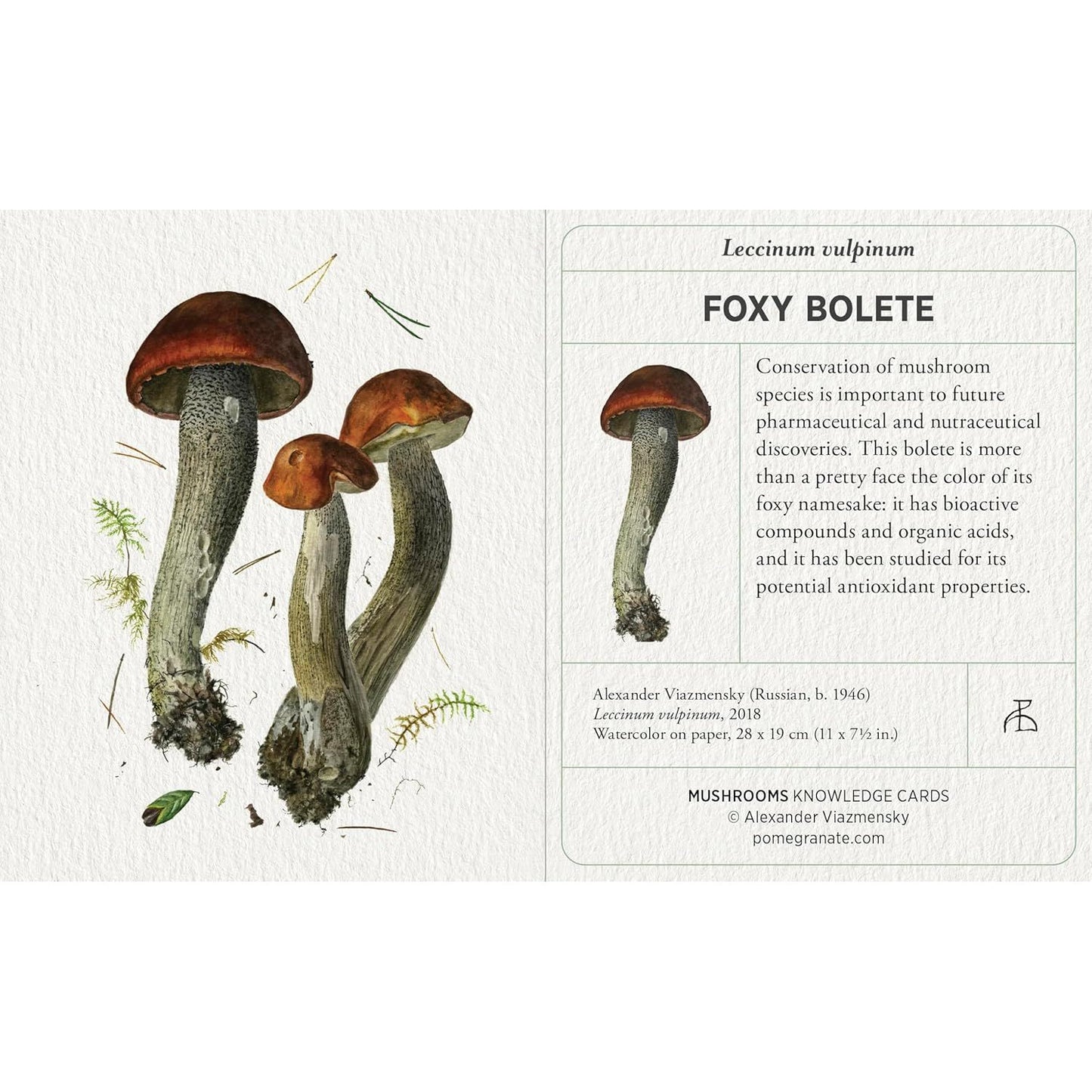 MUSHROOM KNOWLEDGE CARDS BY ALEXANDER VIAZMENSKY