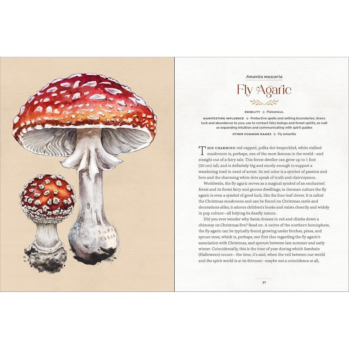 MYSTICAL MUSHROOMS BY AURORA KANE