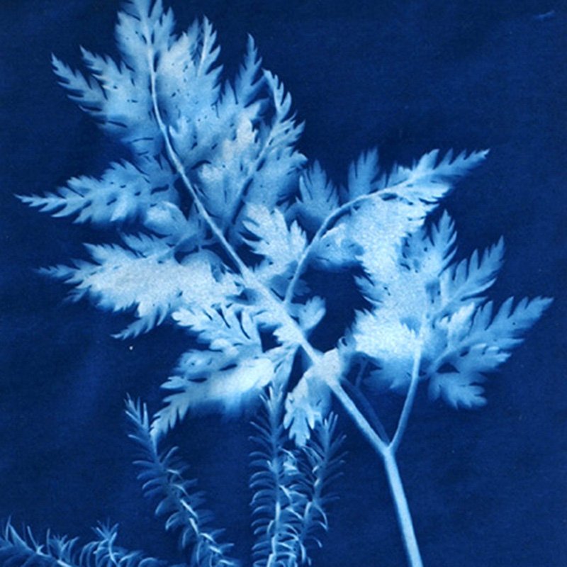 SUNPRINT KIT (CYANOTYPES)
