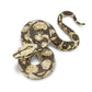 BOA CONSTRICTOR