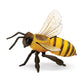 HONEY BEE