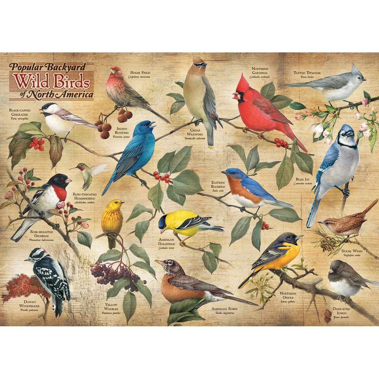 POPULAR BACKYARD WILD BIRDS OF NORTH AMERICA 1000PC PUZZLE