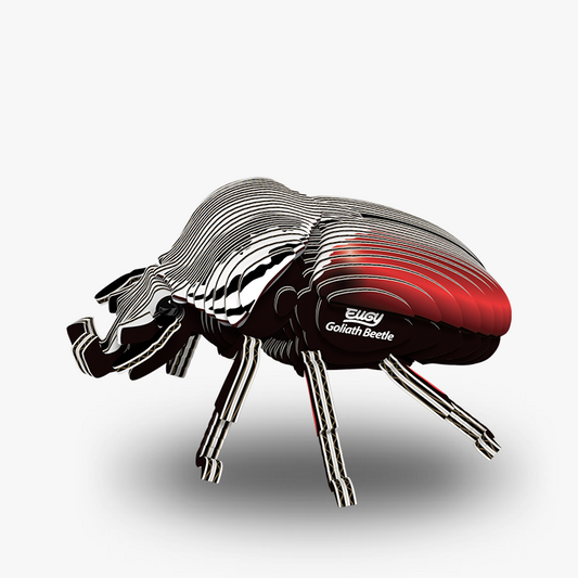EUGY GOLIATH BEETLE