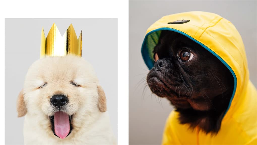 THIS BOOK IS LITERALLY JUST PICTURES OF CUTE ANIMALS THAT WILL MAKE YOU FEEL BETTER BY SMITH STREET BOOKS
