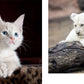 THIS BOOK IS LITERALLY JUST PICTURES OF CUTE ANIMALS THAT WILL MAKE YOU FEEL BETTER BY SMITH STREET BOOKS
