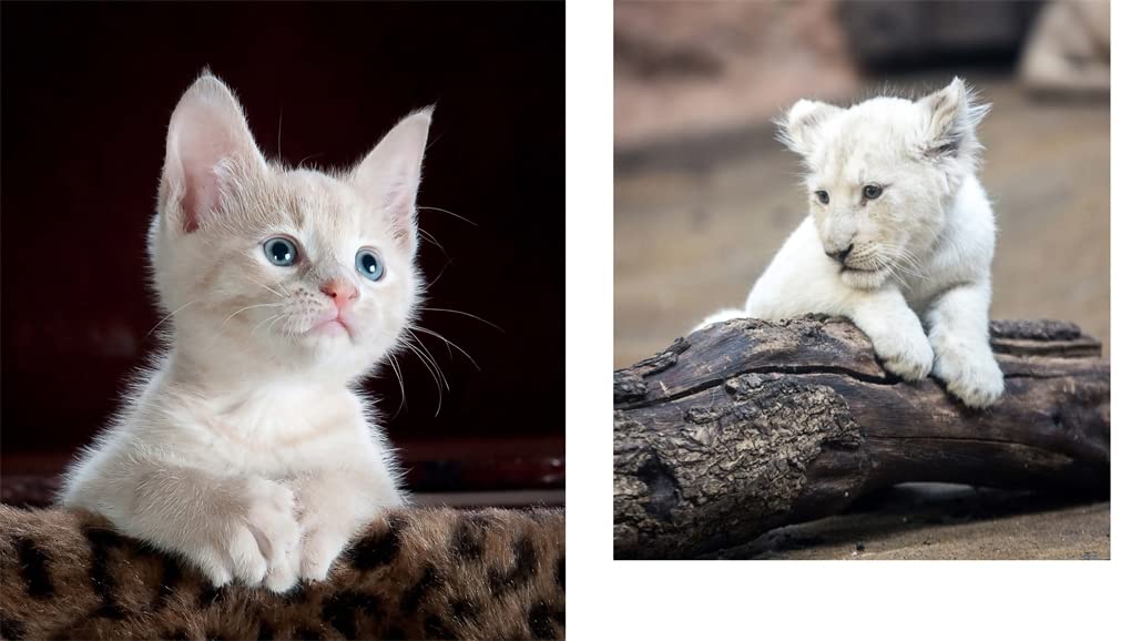 THIS BOOK IS LITERALLY JUST PICTURES OF CUTE ANIMALS THAT WILL MAKE YOU FEEL BETTER BY SMITH STREET BOOKS