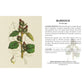 HERBS AND MEDICINAL PLANTS KNOWLEDGE CARDS