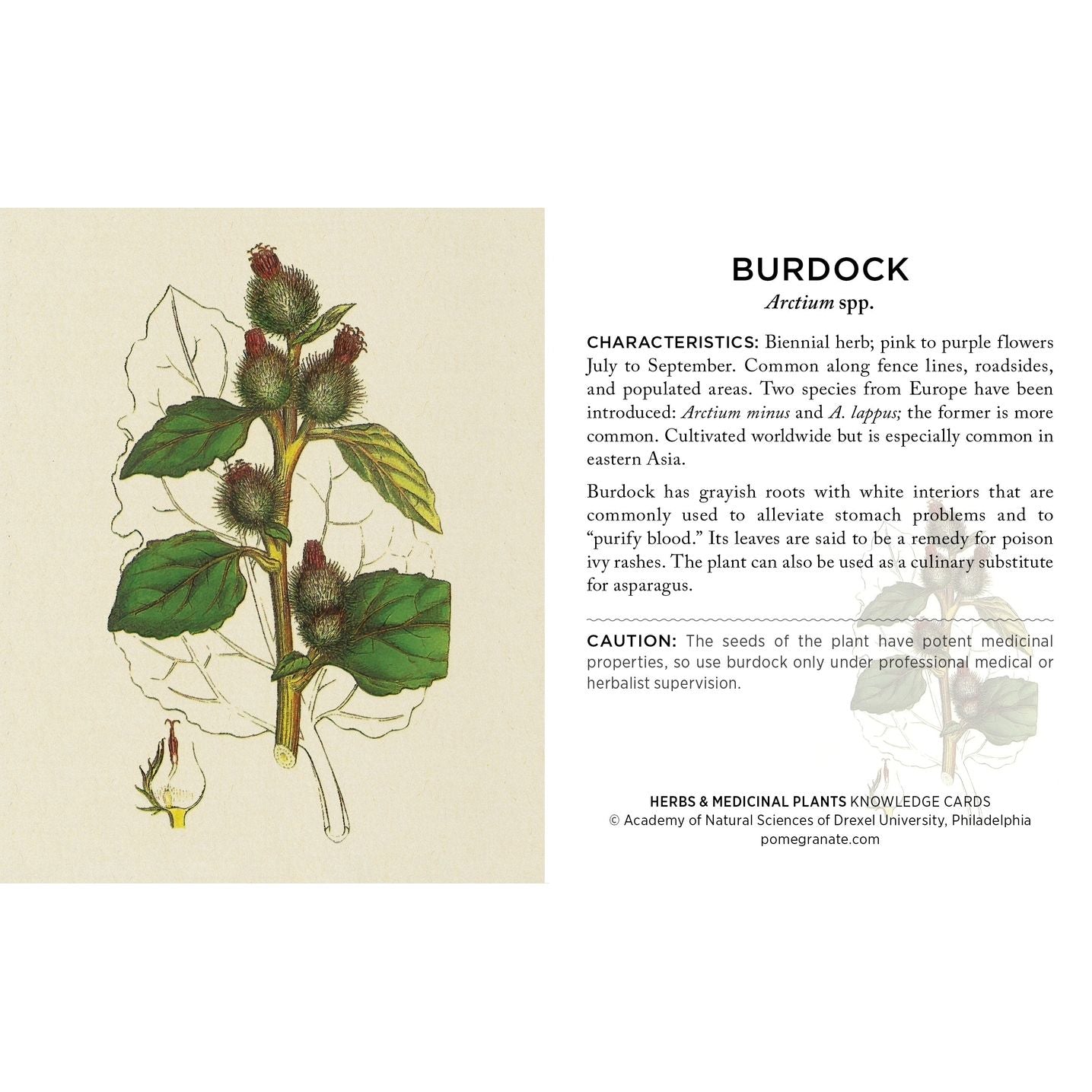 HERBS AND MEDICINAL PLANTS KNOWLEDGE CARDS