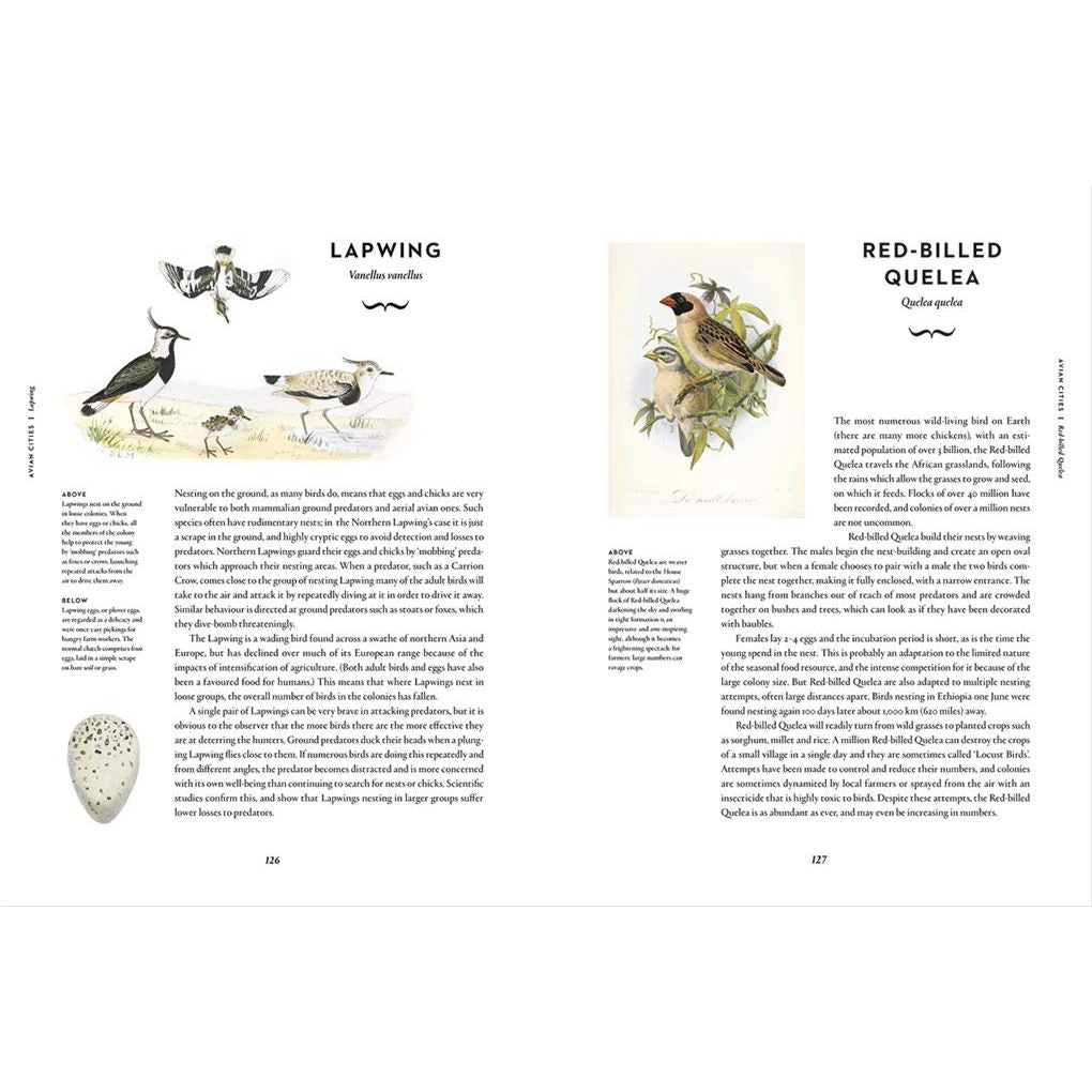 REMARKABLE BIRDS BY MARK AVERY