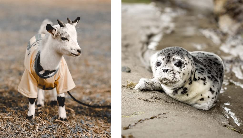 THIS BOOK IS LITERALLY JUST PICTURES OF CUTE ANIMALS THAT WILL MAKE YOU FEEL BETTER BY SMITH STREET BOOKS