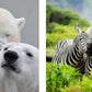 THIS BOOK IS LITERALLY JUST PICTURES OF CUTE ANIMALS THAT WILL MAKE YOU FEEL BETTER BY SMITH STREET BOOKS