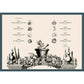 THE APOTHECARY'S GARDEN: THE SCIENCE AND MYTHOLOGY OF MEDICINAL PLANTS BY EMMA WAYLAND