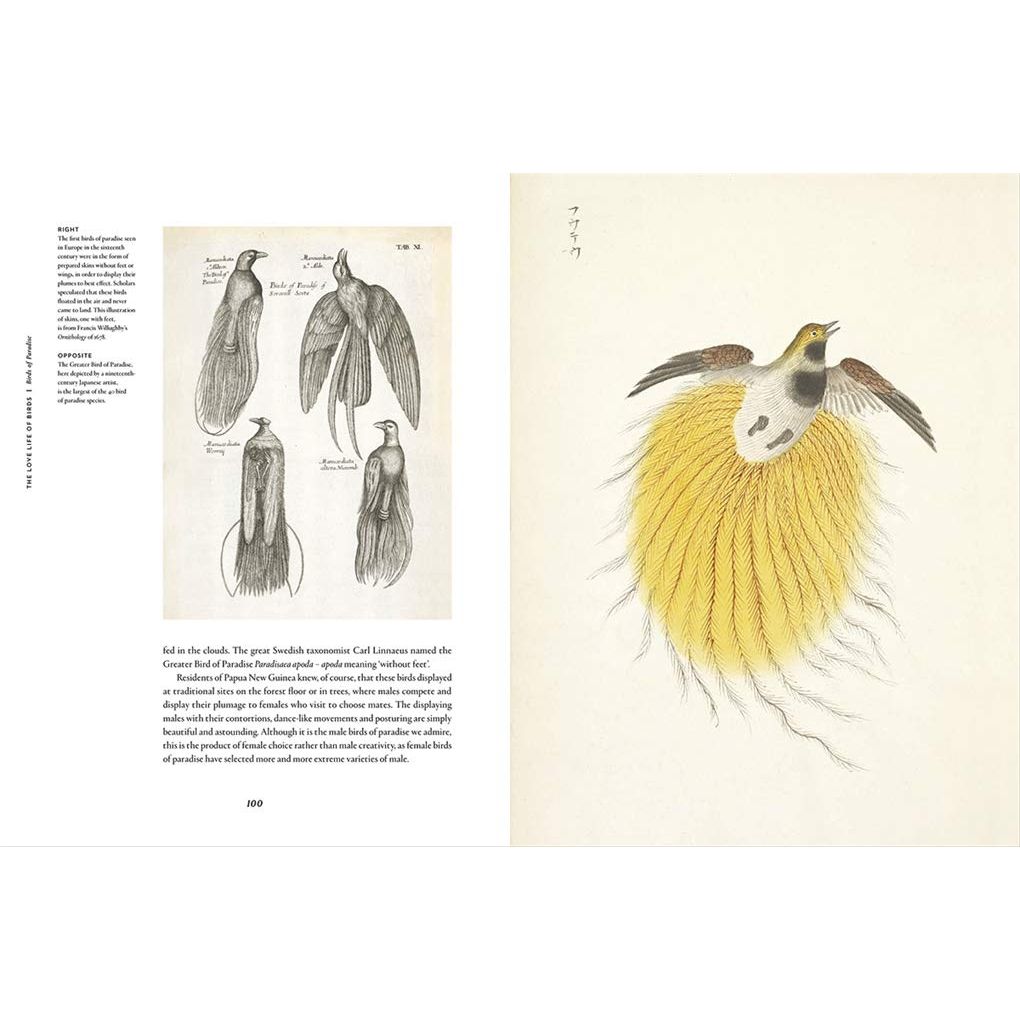 REMARKABLE BIRDS BY MARK AVERY