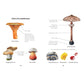 MUSHROOM MISCELLANY: AN ILLUSTRATED GUIDE BY ADELE NOZEDAR