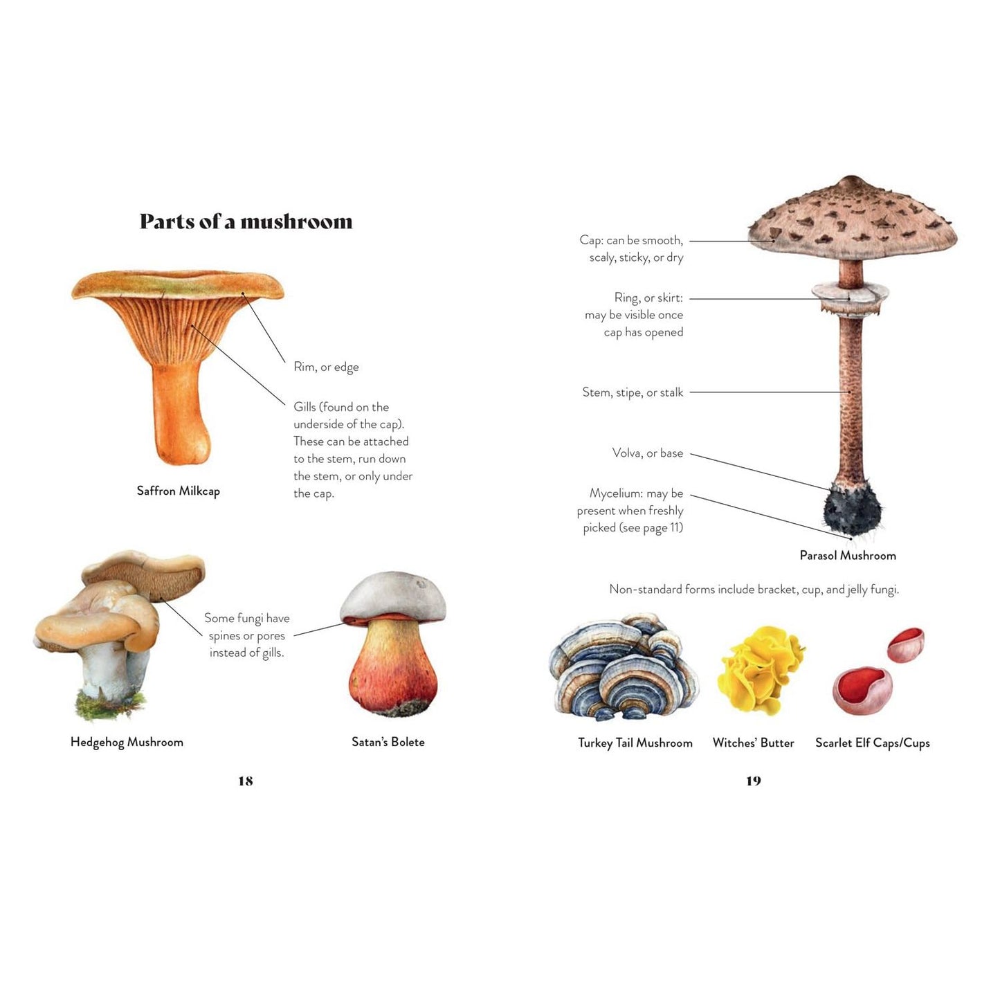 MUSHROOM MISCELLANY: AN ILLUSTRATED GUIDE BY ADELE NOZEDAR