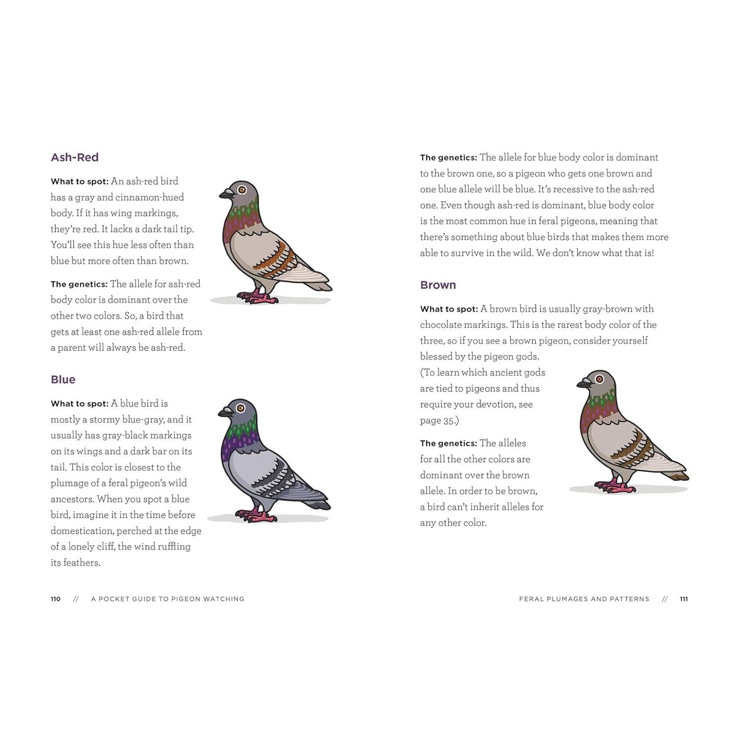 A POCKET GUIDE TO PIGEON WATCHING BY ROSEMARY MOSCO