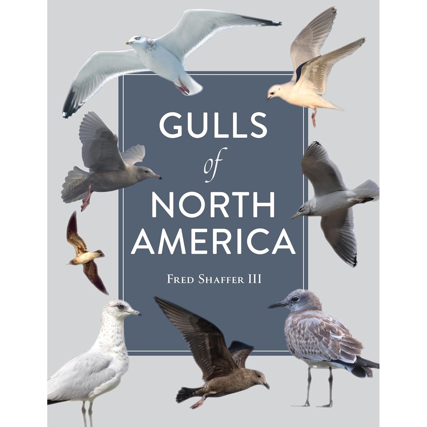 GULLS OF NORTH AMERICA BY FRED SHAFFER III