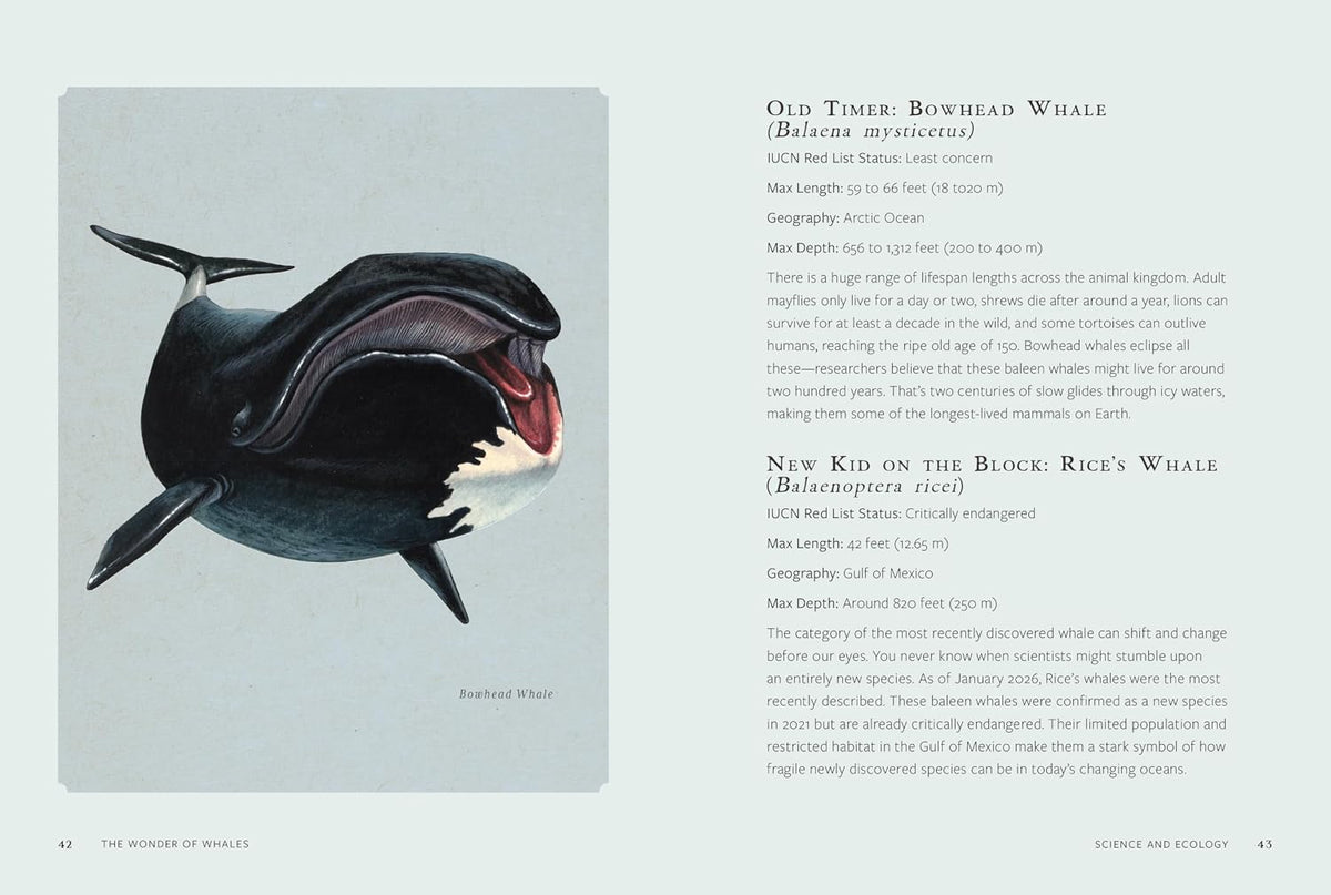 THE WONDER OF WHALES: DISCOVER THE LIVES OF EARTH'S MOST MAJESTIC GIANTS BY MELISSA HOBSON
