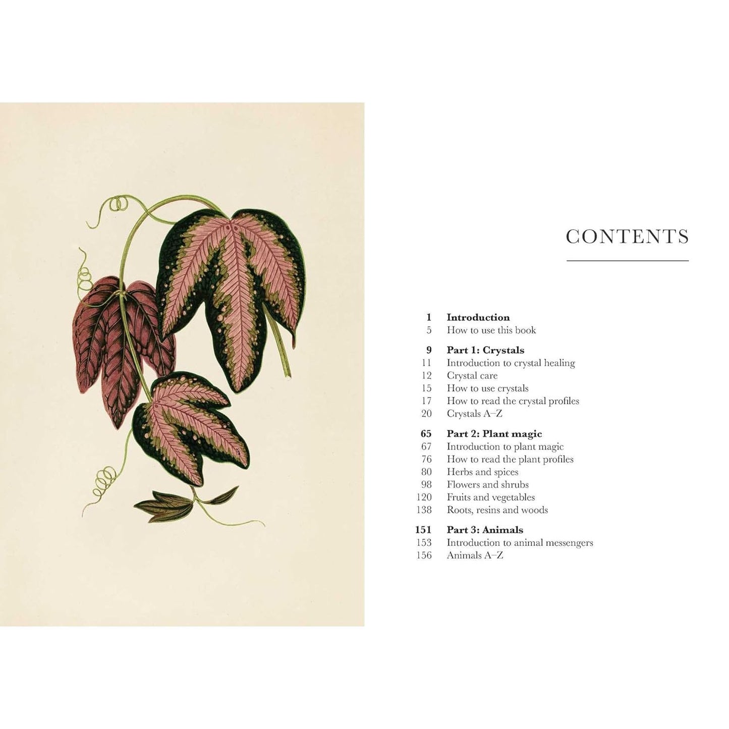 MAGIC IN NATURE BY JESSICA LAHOUD