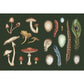 THE COLLECTOR'S CURIO: A STICKER TREASURY BY JESSICA ROUX