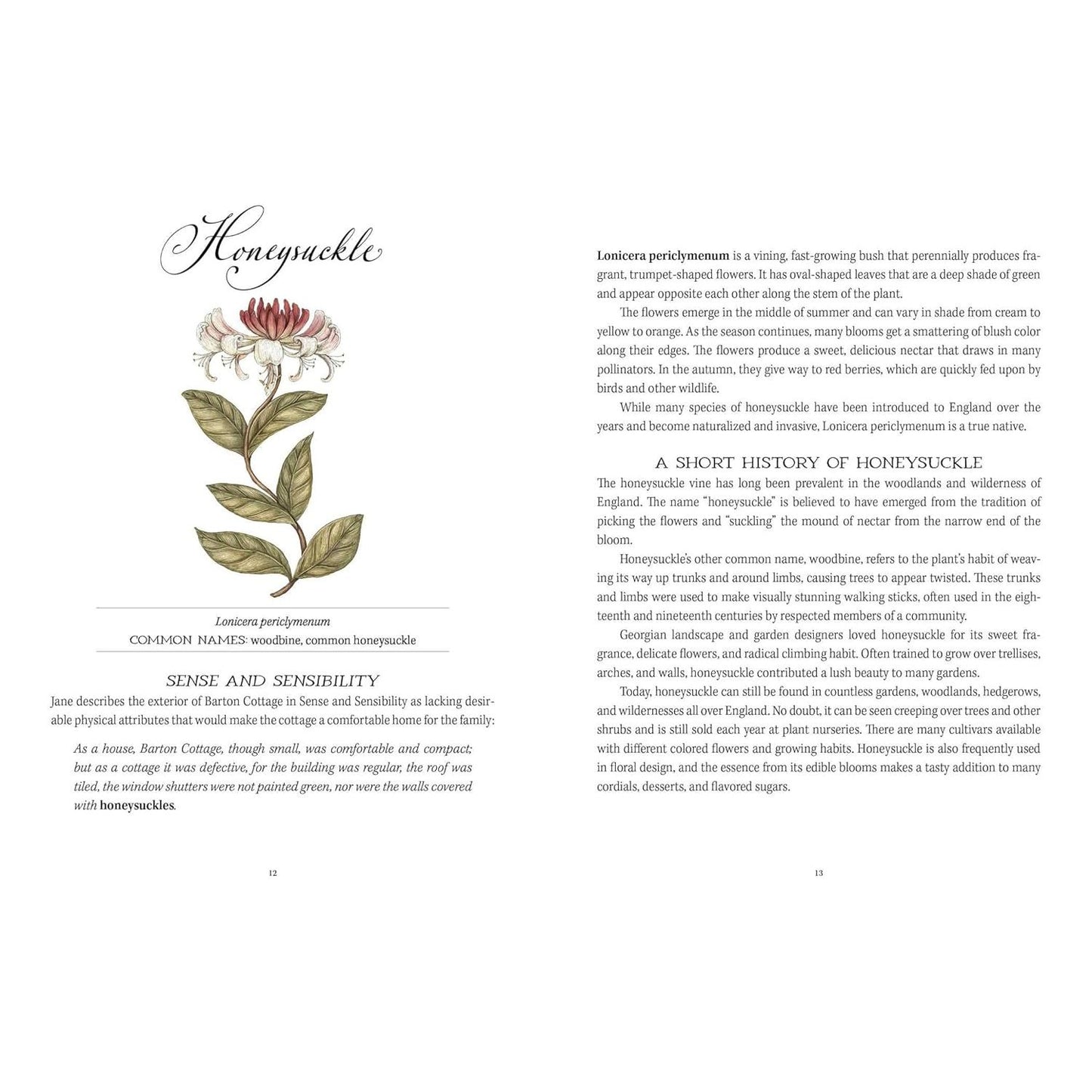 JANE AUSTEN'S GARDEN: A BOTANICAL TOUR OF THE CLASSIC GRAPHIC NOVELS BY MOLLY WILLIAMS AND ILLUSTRATED BY JESSICA ROUX