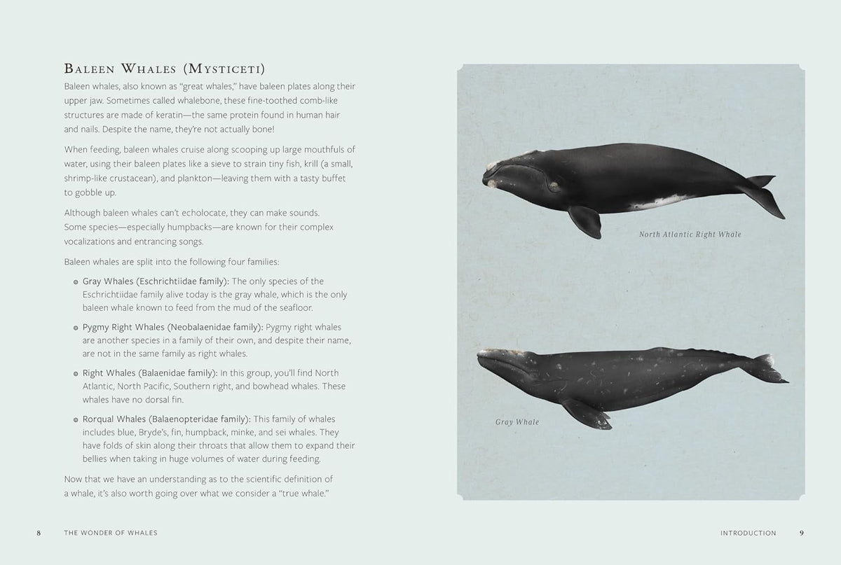 THE WONDER OF WHALES: DISCOVER THE LIVES OF EARTH'S MOST MAJESTIC GIANTS BY MELISSA HOBSON