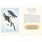 THE SPIRITUAL MEANING OF BIRDS ORACLE DECK