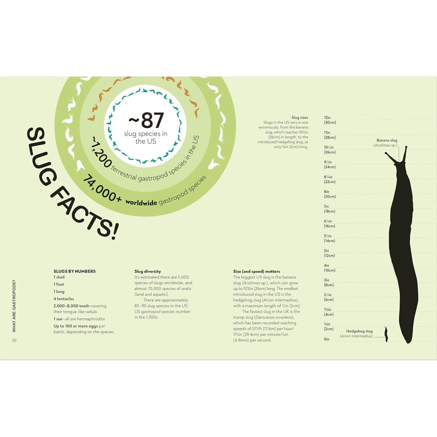 SLUGS: FRIEND OR FOE? BY DR. HAYLEY JONES (DK BOOK)