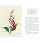 DARWIN AND THE ART OF BOTANY: OBSERVATIONS ON THE CURIOUS WORLD OF PLANTS BY JAMES T. COSTA AND BOBBI ANGELL