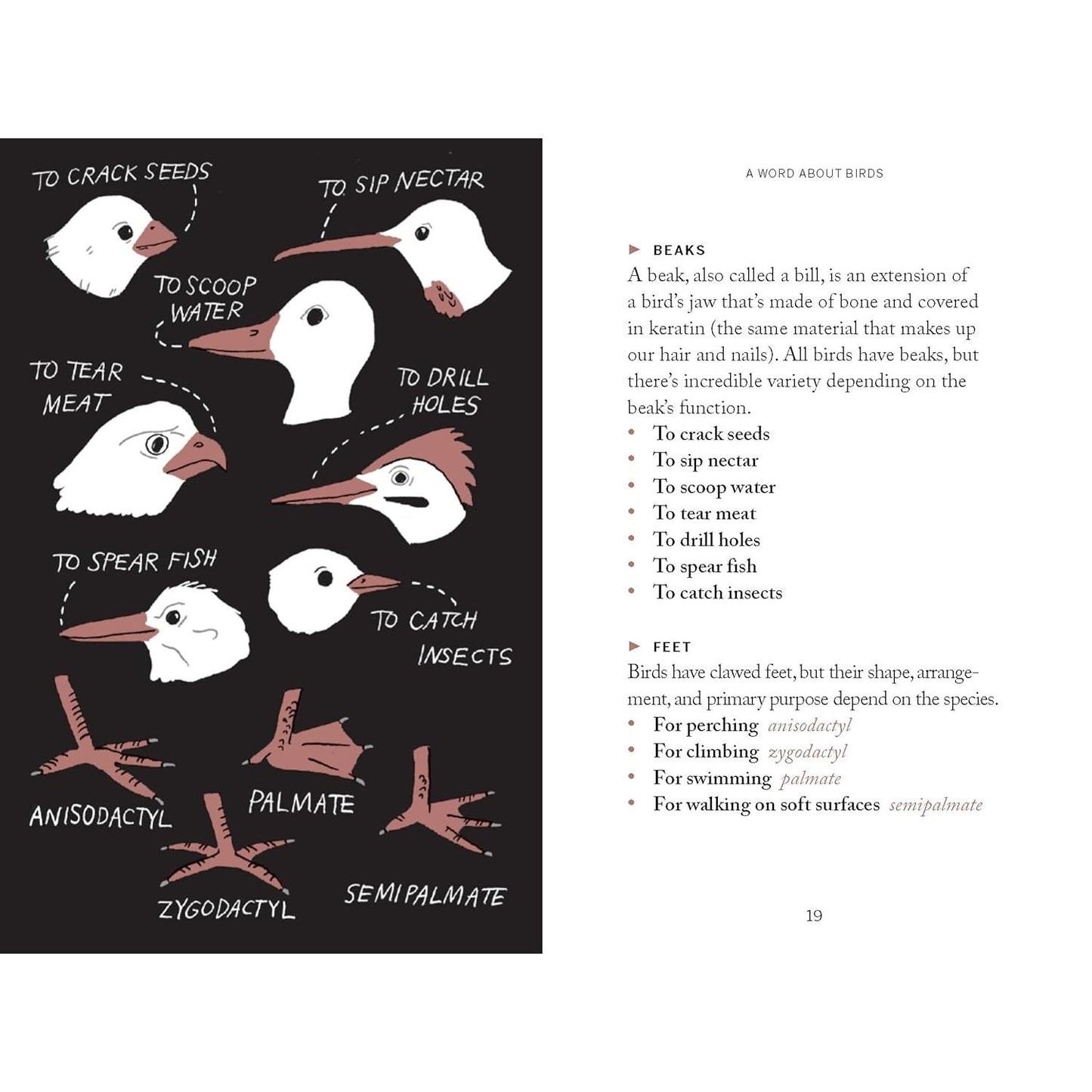 POCKET NATURE: BIRD WATCHING