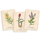 THE HERBAL TEA MAGIC FOR THE MODERN WITCH ORACLE DECK