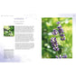ESSENCE AND EMBER: GATHERING AND PREPARING HERBAL, RESIN, AND WOOD INCENSE BY KATJA PETERS
