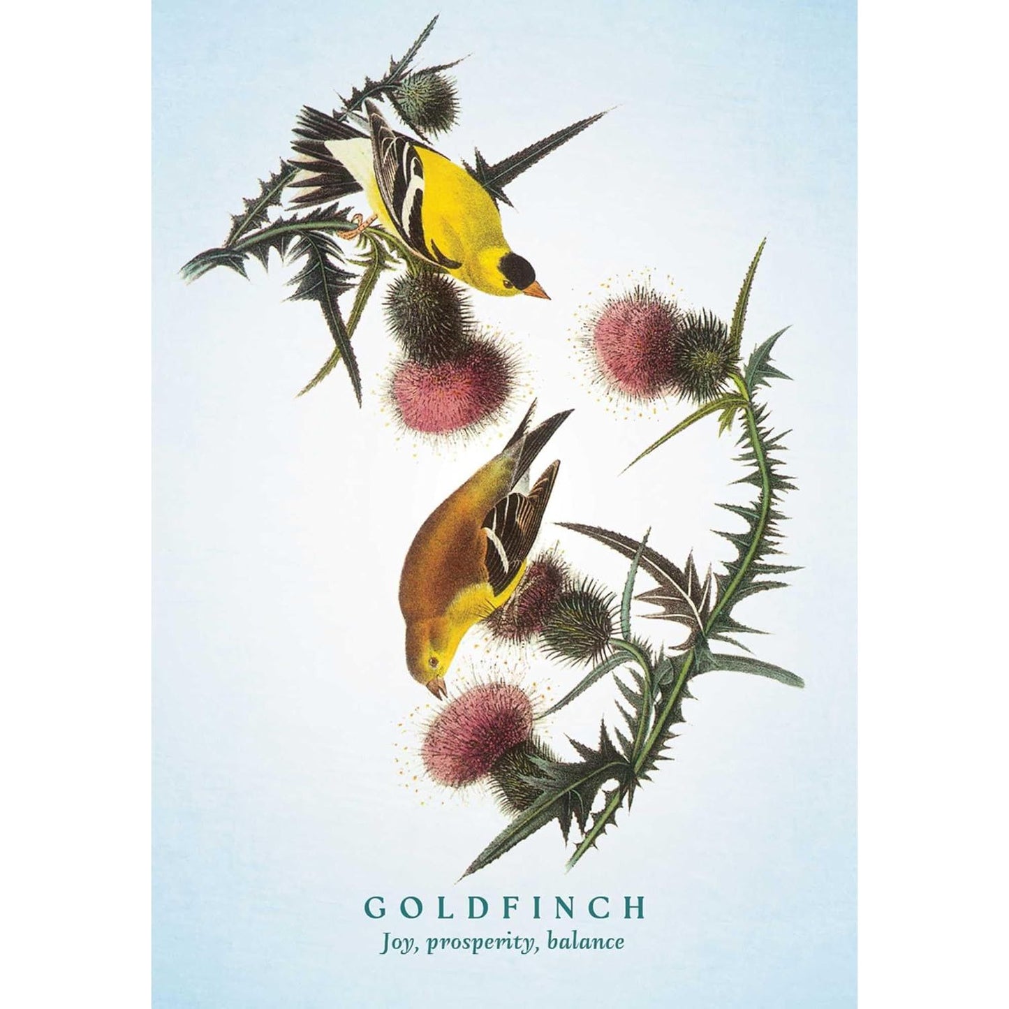 THE SPIRITUAL MEANING OF BIRDS ORACLE DECK